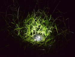 solar dock light